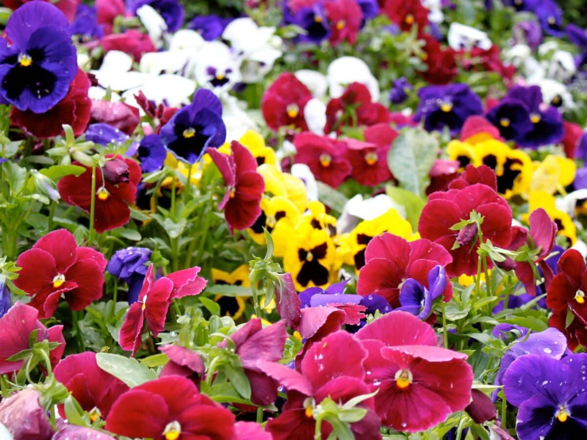 Quelles sont les fleurs à avoir pour avoir un jardin très coloré ?